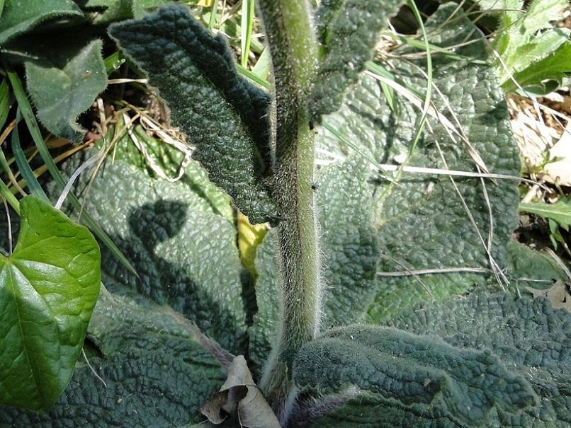 Verbascum phoeniceum / Verbasco porporino